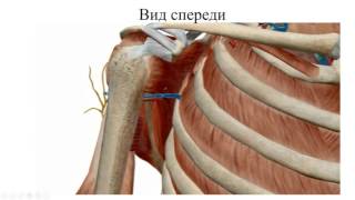 Топография верхней конечности