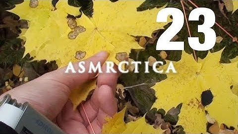 ASMR One Hour Treexploring - Autumn Woods, Sounds of leaves, Soft Spoken