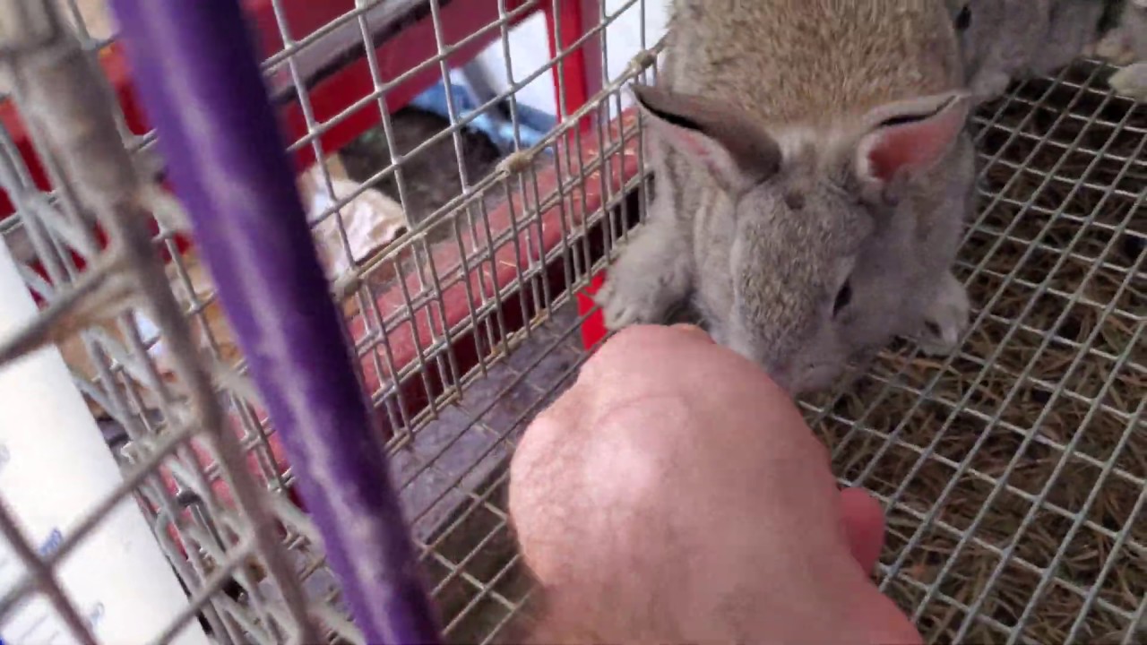 Rabbit cages, feeding, cooling, review our system Part #1 - YouTube