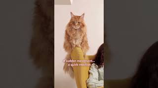 Why Does Your Cat Act So Different? 🤔| Cat's Hidden Language You’ve Been Missing 🐱✨