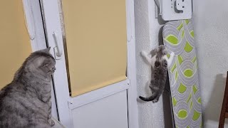 Папа кот в шоке от поведения своих котят