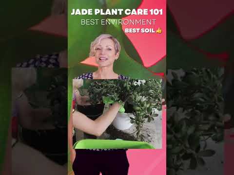 What Soil Is Best For JADE ? Plants? #shorts Part 6