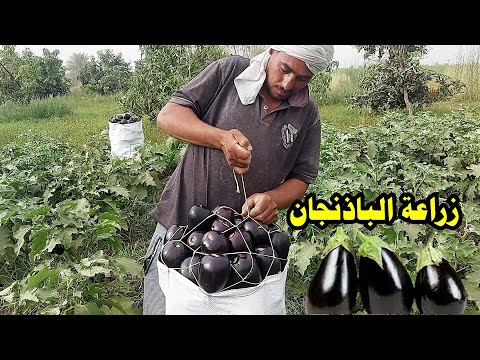 فيديو: ثلاثة خيارات عندما يمكنك إرجاع الخصم الضريبي للرسوم الدراسية