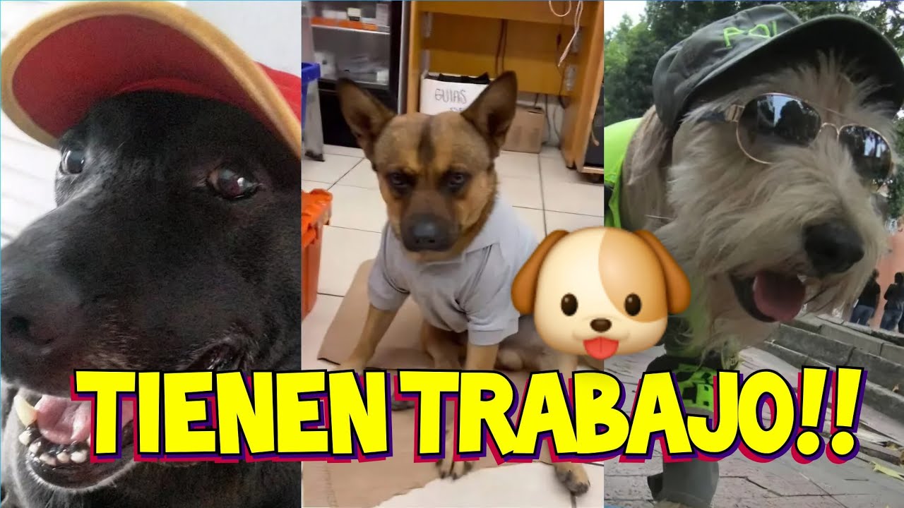 3 Historias Increíbles de Perritos que Encontraron Empleo 🐶💼