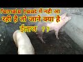 Pig female heat में नही आ रही है तो क्या ईलाज करे ||pig farm|| pig farming||suar palan||pig||
