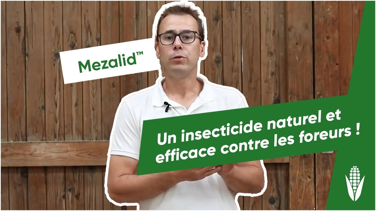 Foreurs du maïs : comment lutter contre la pyrale et la sésamie ? | Mezalid™