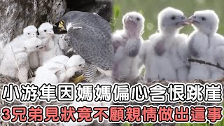 遊隼媽媽偏心餵食，一隻幼鳥含恨跳下懸崖，其余幼鳥見狀竟不顧親情做出這種事   #真實故事#感人故事#溫暖治愈#奇蹟#不可思議#動物故事#遊隼#猛禽#隼