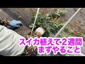 スイカ　植えて２週間でまずやること