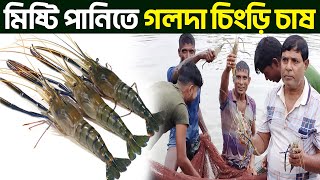 গলদা চিংড়ি চাষ || Shakib Agro || গলদা চিংড়ি মাছ চাষ || পুকুরে গলদা চিংড়ি চাষের পদ্ধতি screenshot 5