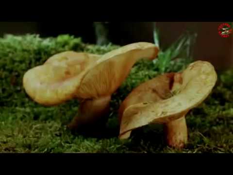 Оператор Кыпс в стране грибов (1964 год), www.grib.tv