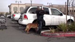 Personal Protection Dog Video