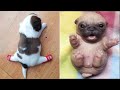 AWW CUTE BABY ANIMALS - Baby animals can make us HAPPY and LAUGH - Puppy Soo Cute #1