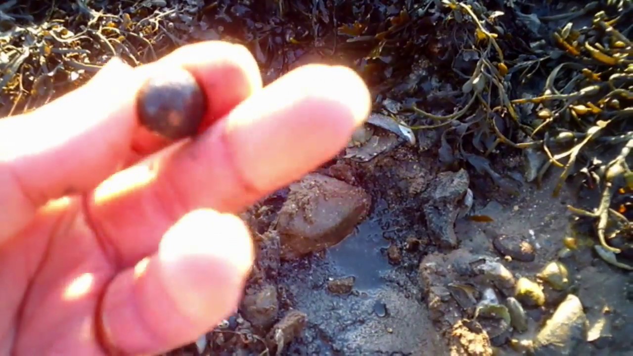Beach Metal Detecting UK - Musket Ball Find ?! (The Yorkshire Digger)