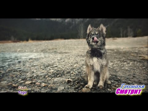 Того Togo – Исторический фильм 2019 Драма Трейлер