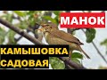 🔊ГОЛОС (МАНОК) КАМЫШОВКА САДОВАЯ