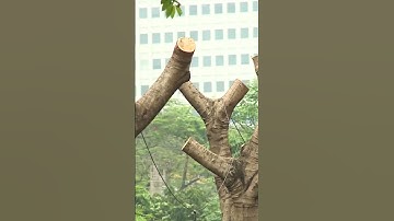 Loạt cây xanh bị cắt ngọn trơ trụi để phục vụ dự án tại Hà Nội | Truyền hình Quốc hội Việt Nam