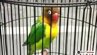 Masteran Ampuh Lovebird Jantan Agar Cepat Minor DOBELAN.. Terbaik Mantap