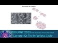 Virology 2015 Lecture #2 - The Infectious Cycle