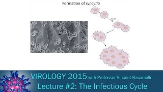 Virology 2015 Lecture #2 - The Infectious Cycle