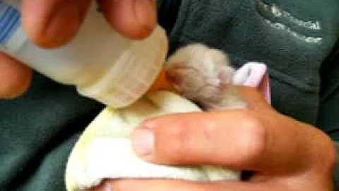 Watch the video about Siamese kitten 16 hour old!