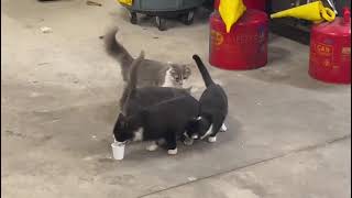 Mamá Gata Y Sus 3 Bebés Gato