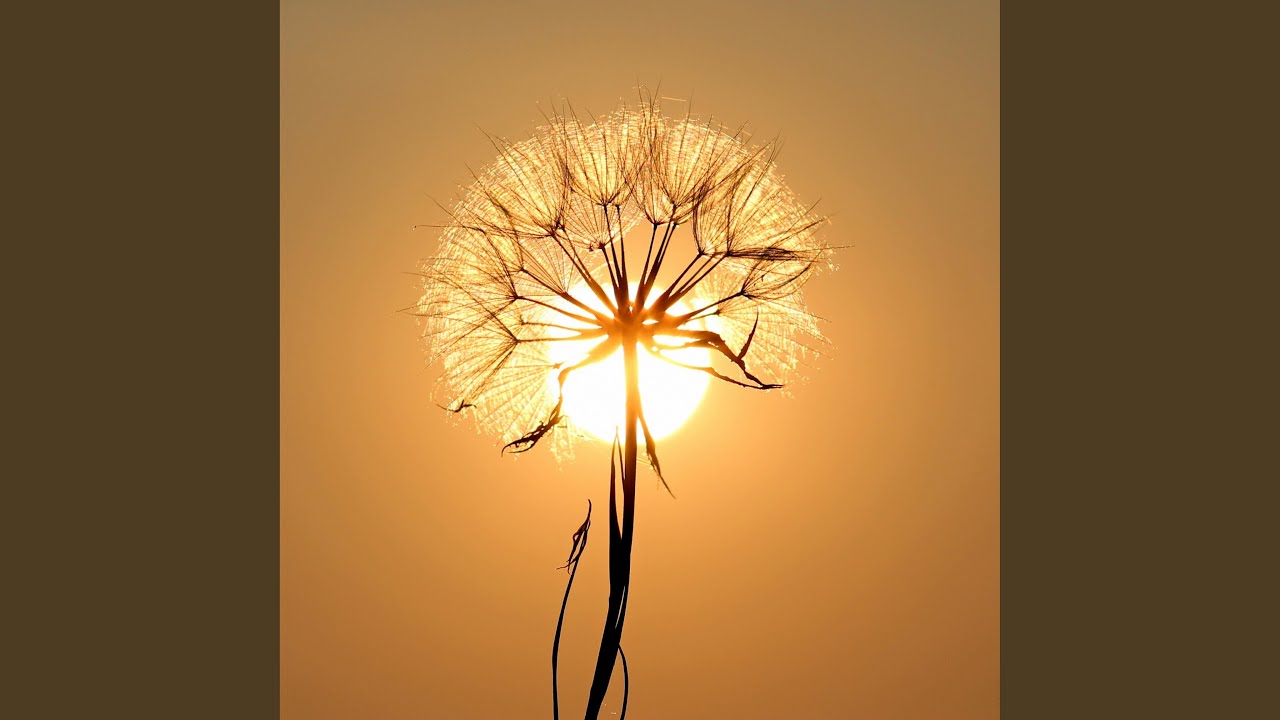 All Flowers in Time Bend Towards the Sun YouTube