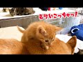 先住猫の「ウゥ～！」に柴犬を踏んづけて逃げる子猫と優しくサポートする柴犬　Shiba Inu gently supports cats and kittens