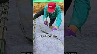 물만 뿌리면 끝나는 역대급 시멘트 시공법
