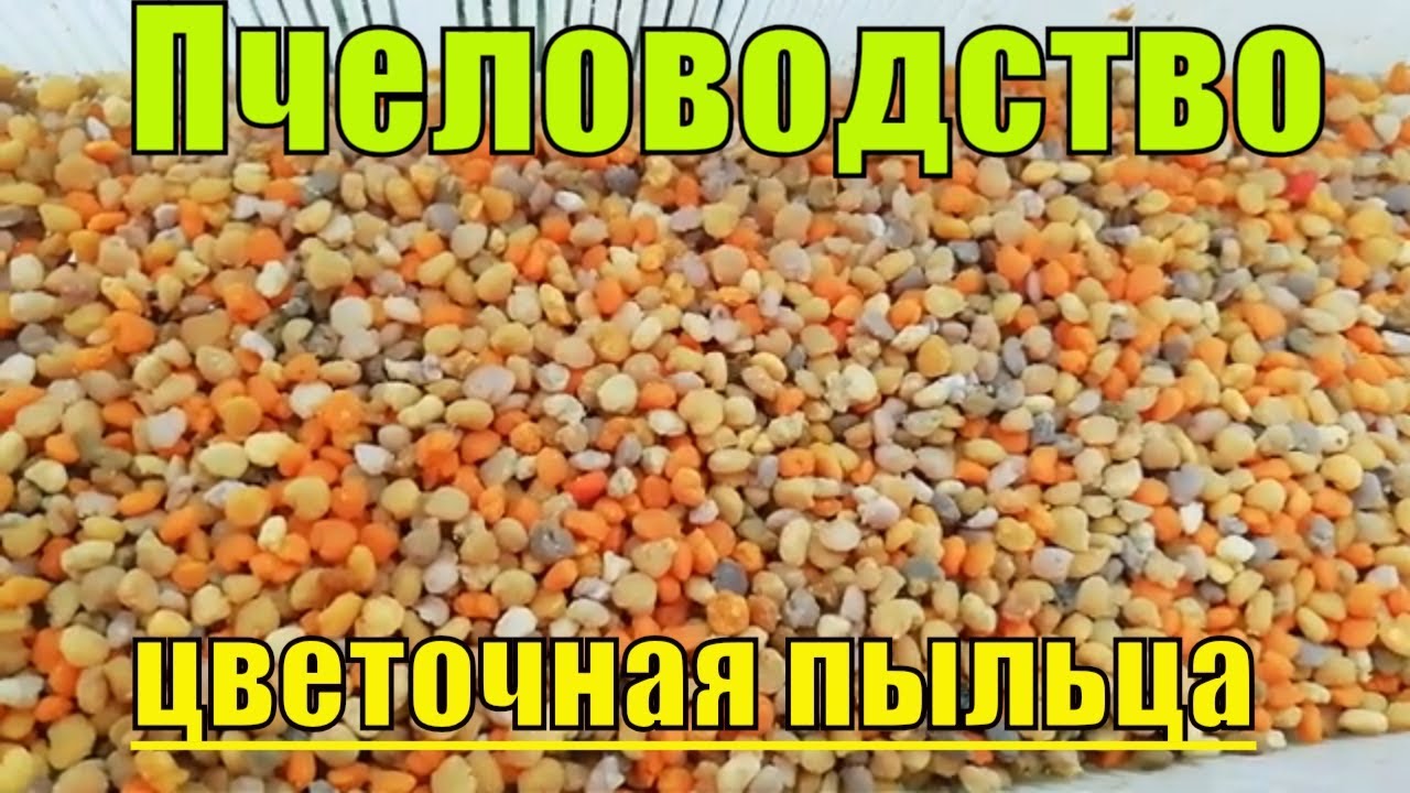 Пчеловодство Как собирают цветочную пыльцу с пчел! - YouTube