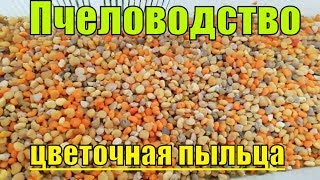 Пчеловодство Как собирают цветочную пыльцу с пчел!