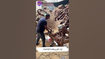 Ghế Đế Vương gỗ gốc cây #noithat