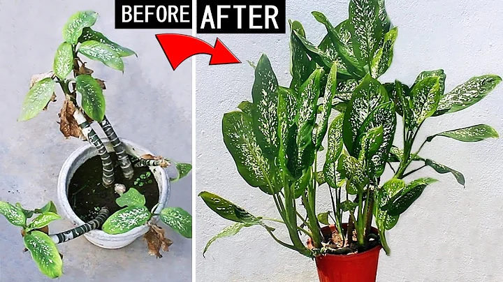 DO THESE 5 Things IMMEDIATELY To Make Dieffenbachia BUSHY & Grow FAST! - DayDayNews