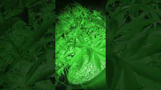 ☀🌱🌿 Grow cannabis 39 DAYS 🌺 MARIHUANA ツ 🌺 🍀 Марихуана , конопля 39 DAYS ツ 🍀  #SHORTS ♪ ツ🌙 🌸