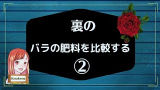 【裏の】バラの肥料を比較する②～バラ専用に作られた堆肥の力が目に見えて分かった!!