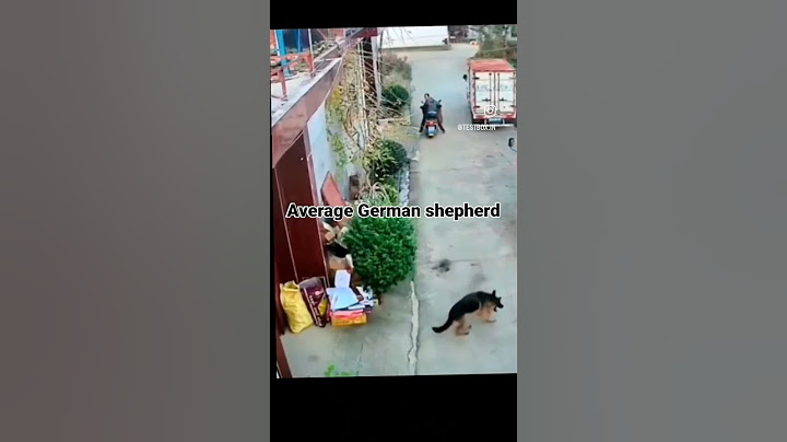 Average German shepherd vs Desi Street Dog ✨🔥 #shortsvideo #streetdog #germanshepherd #dog