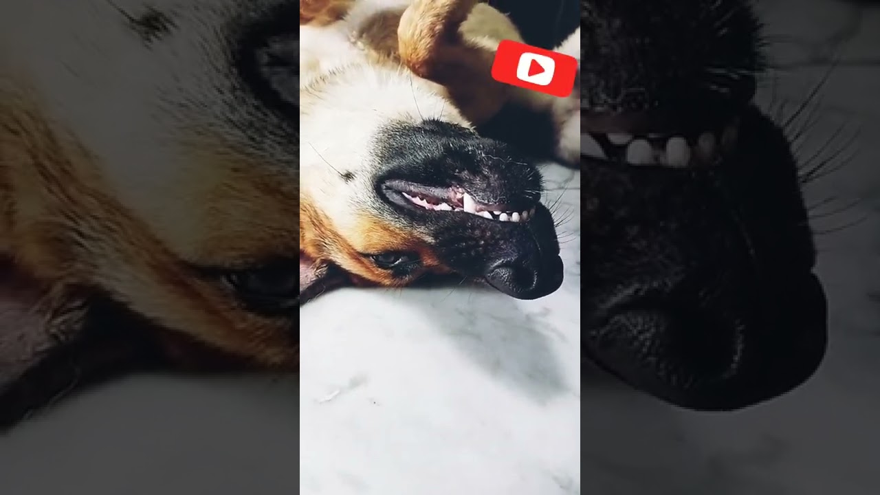 #laughing dog#trending videos#cute dog#laughing monkey#gsd# labordor dog#caring dog#trained 🐕dogs