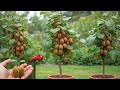 How To Grow Kiwi Plants From Kiwi Fruit In Water How To Grow Kiwi From Seed Kiwi Fruit Plant How To Grow Kiwi Plants From Kiwi Fruit In Water How To Grow Kiwi From Seed Kiwi Fruit Plant