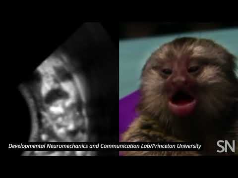 Compare mouth movements of a fetal and a baby marmoset | Science News