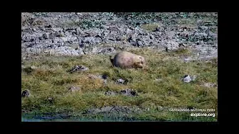Cute Prairie Dog gathers grass - Bison Water Hole - explore.org - Grasslands National Park