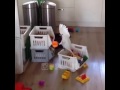 Funny Parrot (When u are alone at home)