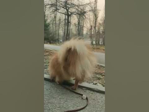 НЮХАЛКА - YouTube