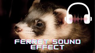 Ferret sound effect | Ferret sounds | What sounds do ferrets make?