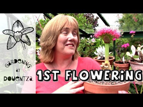 Video: Algerian Iris Plant Care – Plant Algerian Iris Bolle In Die Tuin