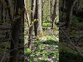 Белочка в лесу# при #природа #животные#лес