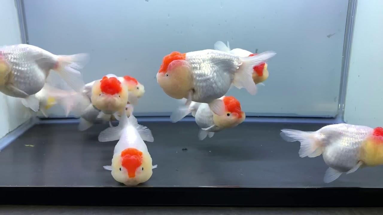 丹頂ライオンヘッド Youtube