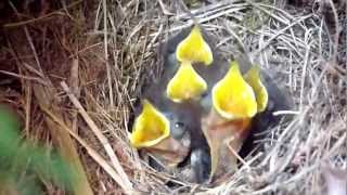 Kicau Bayi Robin Untuk Makanan