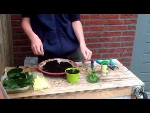 Video: Menyebarkan Geranium Beraroma - Cara Membasmi Stek Geranium Beraroma