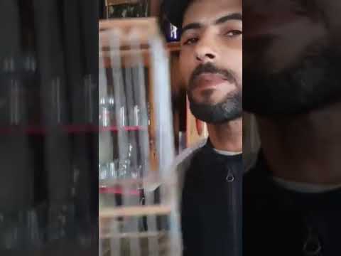 تغريدة هجين طائر حسون من إنتاجي 2022 للعرض فقط وفرج ممتعة