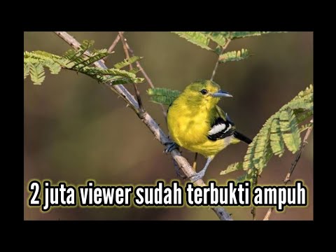 Suara pikat burung sertu 100% ampuh!!! Dan memancing sertu yg macet bunyi