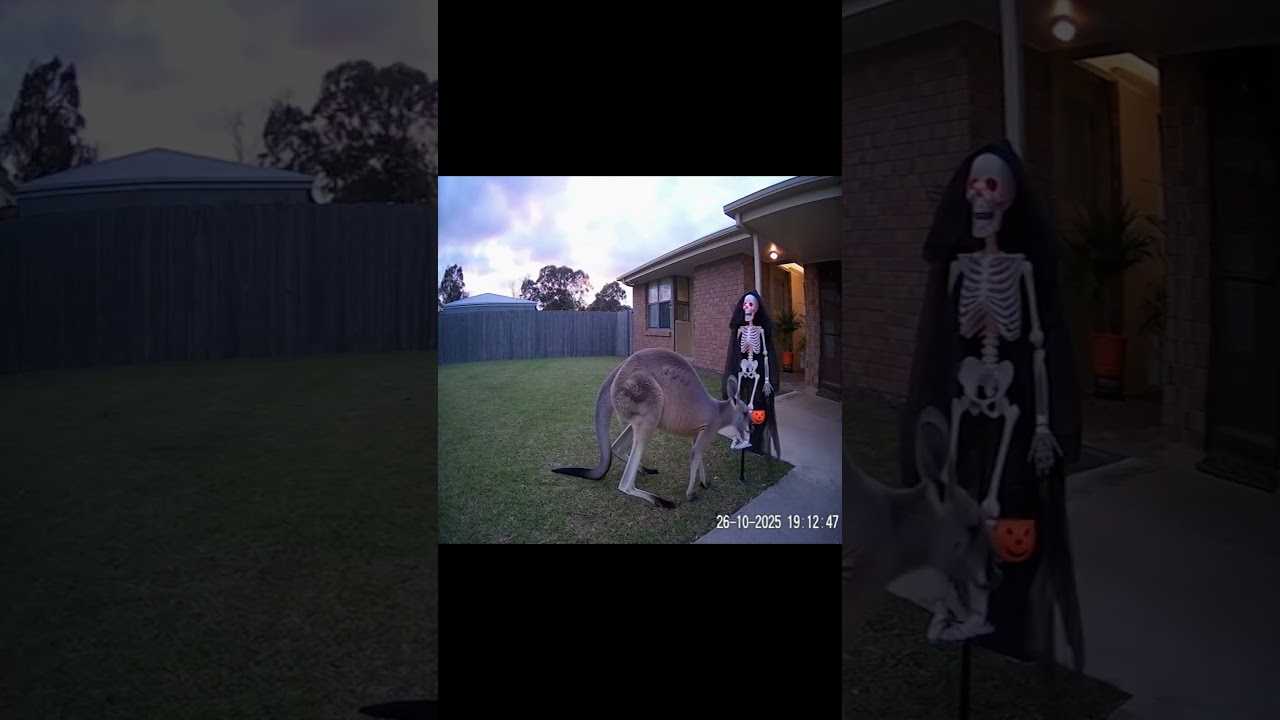 🦘 Kangaroo Kicks Halloween Skeleton — Caught on CCTV! 😱🎃